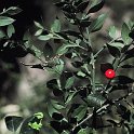 Ruscus aculeatus